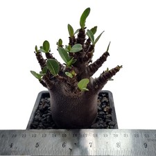 Adenium 'Dark Skin' for sale by Little One Plant Nursery