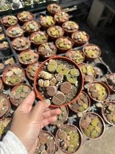 Mixed Lithops Succulent , Lithops Pseudotruncatella In 4” Pot