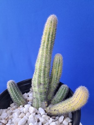 Echinopsis Chamaecereus Peanut Variegated Plant Succulent Cactus | eBay