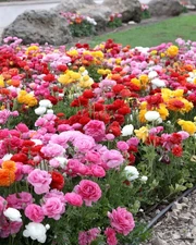 🌸 100 Mixed Ranunculus Seeds – Double Bloom Buttercups | Vibrant Spring Flowers
