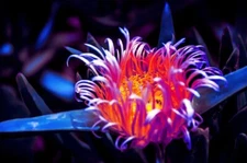 Digital Image Picture Photo Pic Wallpaper Background Flower Pink 282 Art