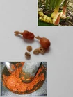 15 Galangal Seed  ALPINIA GALANGA,Very rare, grow your own galangal for cooking