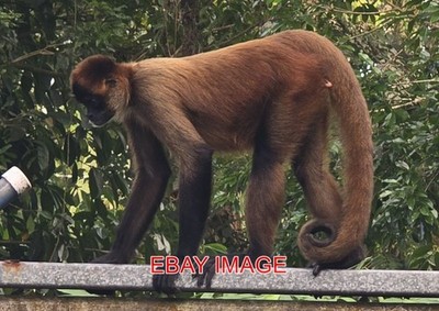 FOTO (5) GEOFFREY'S SPIDER MONKEY COSTA RICA.