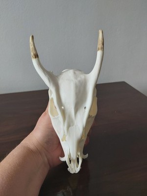 Muntjac Buck Deer Skull Taxidermy Antlers Gothic