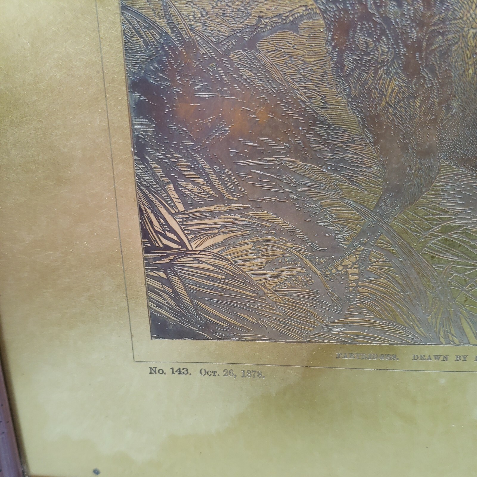 Intaglio Photogravure Copper Plate Harrison Weir "Partridges" ***RARE