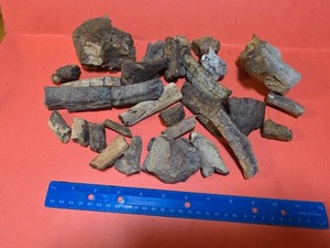 Early mammal fossil bones 55 Million Years Old northwest Wyoming Coryphodon