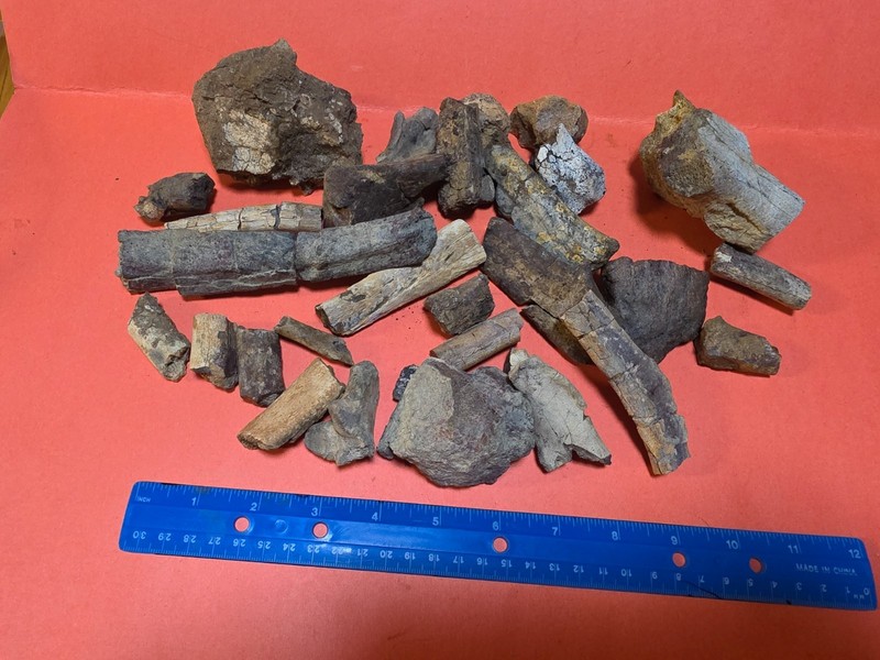 Early mammal fossil bones 55 Million Years Old northwest Wyoming Coryphodon