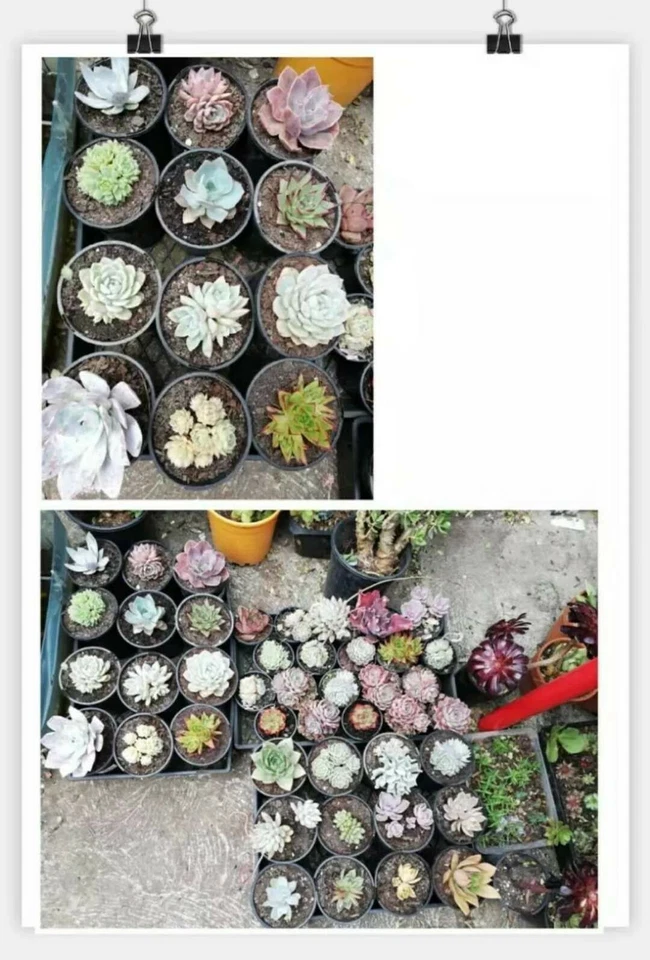 Agave titanota Caesar 6cm rare succulent plant - Image 3 of 4