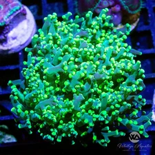 (P8) Neon Green Octospawn - WYSIWYG Live Coral Frag