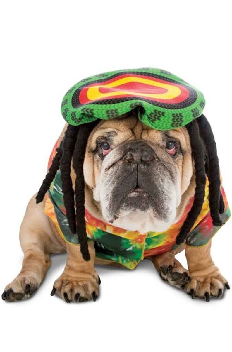 Rasta Dog