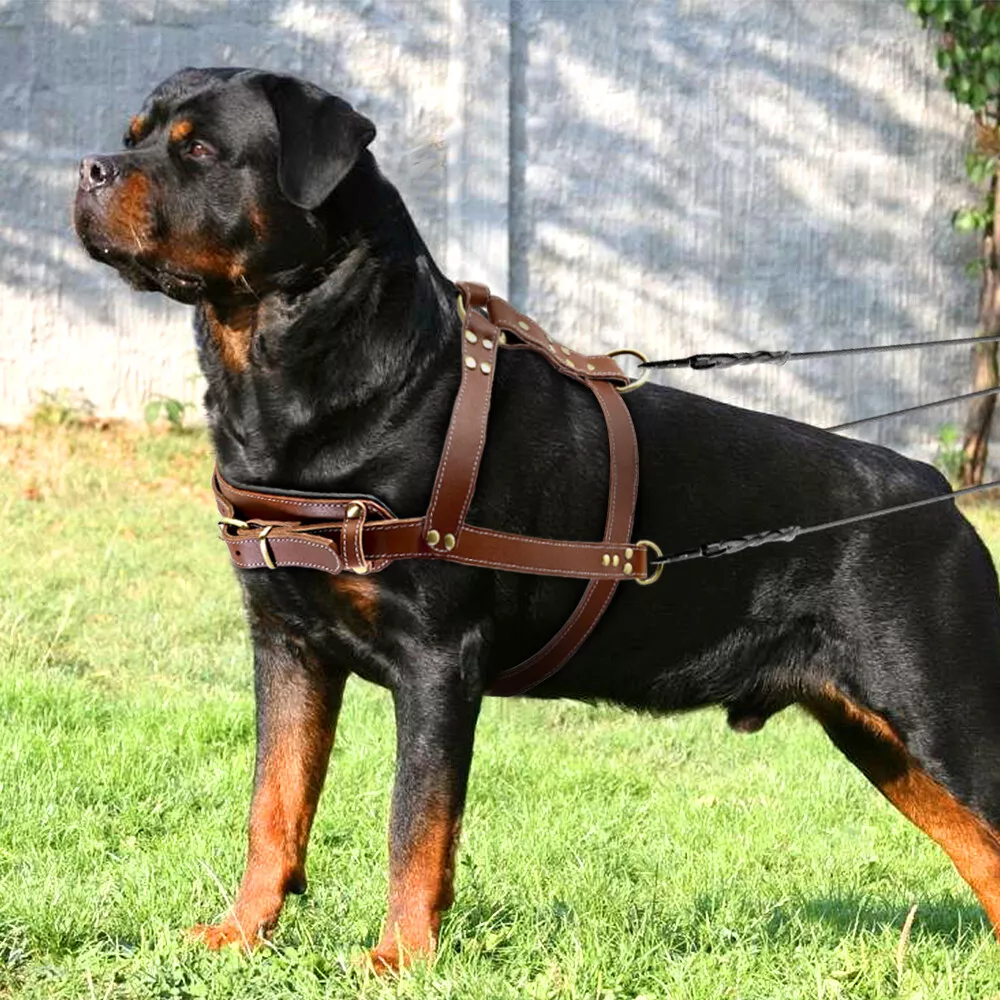 Leather vest sales for dogs