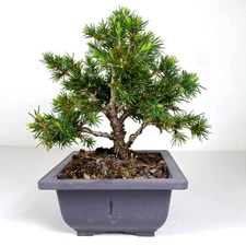 NORWAY SPRUCE 'Tompa'  ~ Ultra Dwarf  Shohin Bonsai ~ Bonsai Training Pot