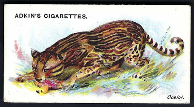 ADKIN - WILDE ANIMALS OF THE WORLD - OCELOT