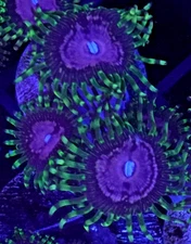 [WYSIWYG] WWC Purple Monster Zoa Frag #4 Easy Zoa Softy Live Coral Zoanthids