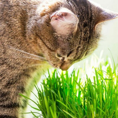 600pcs 30g Cat Grass Seed Natural Hairball Control Natural Pets