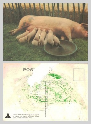 Vintage Postcard - Sow and Piglets at Hayes Hill Farm, Waltham Abbey BLANK BACK