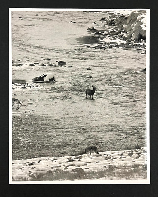 1980s Mule Deer Hides In Icy Rocky River From Hunting Coyote Vintage Press Photo