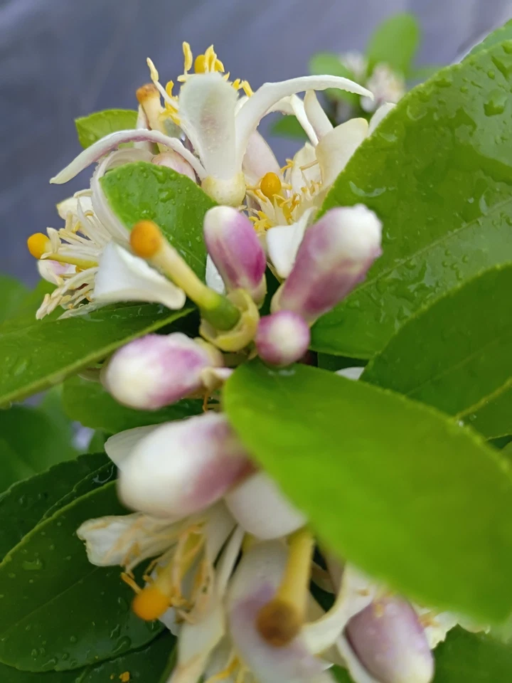 Árbol de limón Meyer en maceta de 1 galón en flor Foto 4 de 4