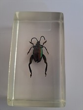 Vintage Joli insecte Résine inclusion insecte très bon état