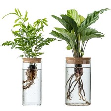 Propagation Vases for Plants, Set of 2 1 Large  1 Small Glass Plant Propaga...