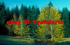 Trees Leaves Corel Royalty-Free Stock Photo CD-ROM Disk USB