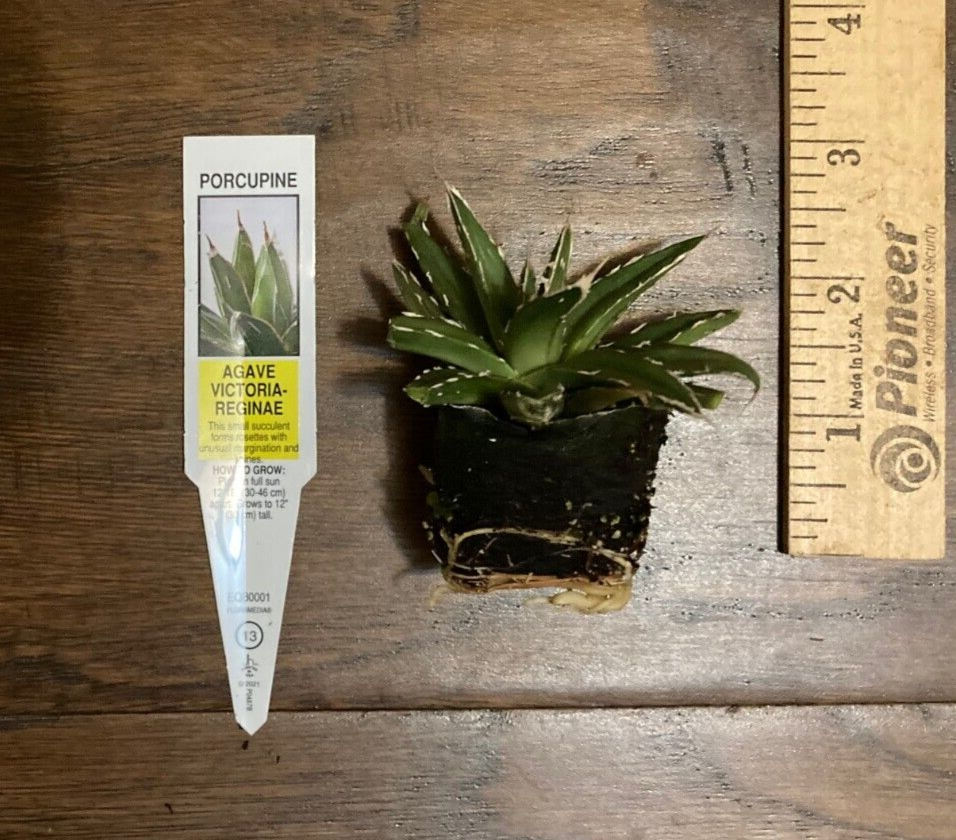 Porcupine Agave (Agave Victoria-reginae) – 1 TC Plant Plug, 1-2 Inches, Ornamental Succulent, Evergreen