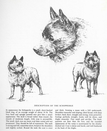 Schipperke Sketch - CUSTOM MATTED - 1963 Vintage Dog Art Print 
