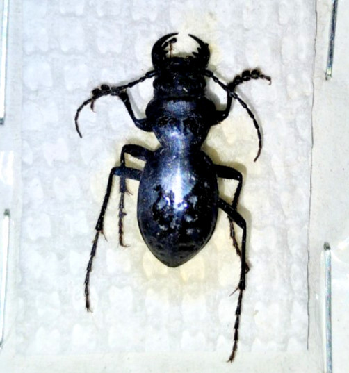 Carabidae: Cicindelinae: Omus dejeanii from Pacific Northwest. Rare, A1