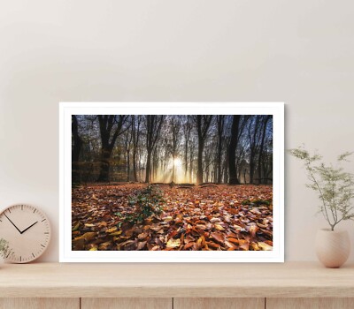 Red Autumn Leaves in Ground With Trees Poster Premium Quality Choose your Size