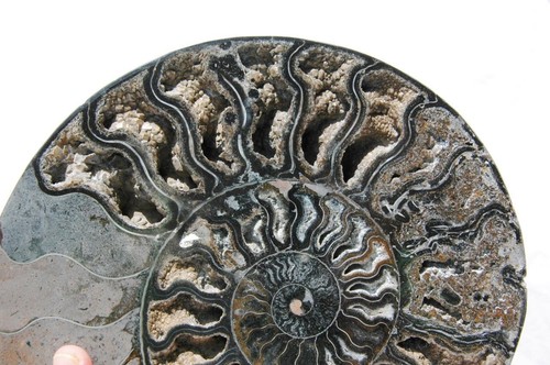 Large Black Ammonite Pair Great Crystals 110myo FOSSIL XL 243mm 9.6" 1607bb - Picture 5 of 11