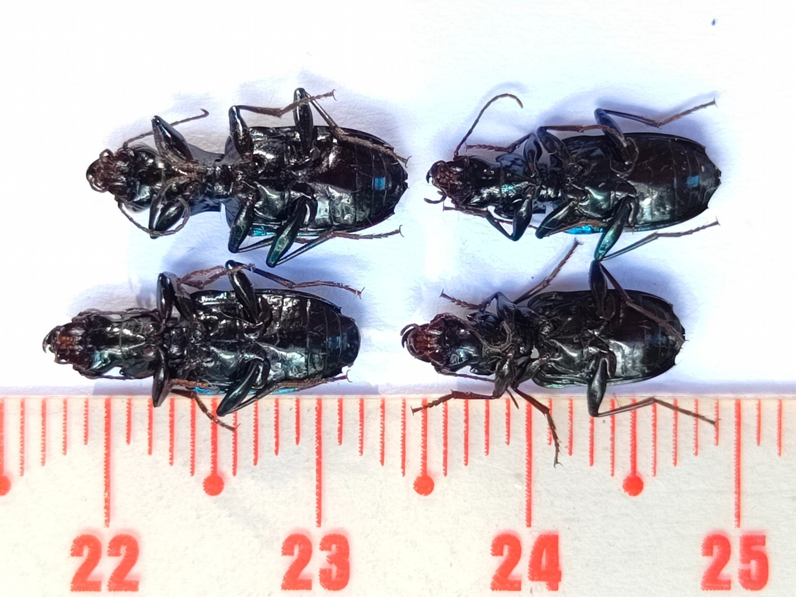 D97007-insects Carabidae from Vietnam North