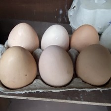 6 x CHICKEN eggs for sale🐣FREE RANGE LARGE FOWL1