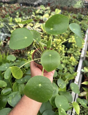 aquatic plant sale BUY 2 GET 1 FREE Green Cabomba (Cabomba caroliniana) – Florida Aquascaping main image 0