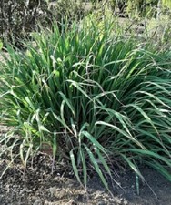 CITRONELLA Lemon Grass (Lemon Grass) Cymbopogon Citratus Seeds