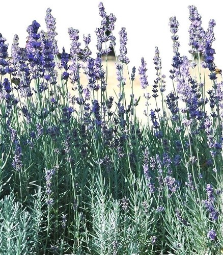 Lavender Seeds For Planting – 100+ Non-GMO Heirloom USA-Grown Seeds (Lavandula Angustifolia) For Garden, Pollinators, Crafts & Culinary Use