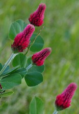 BLUTKLEE INKARNAT 200 Samen aus bioveganem Naturgarten Blumen Bienenweide