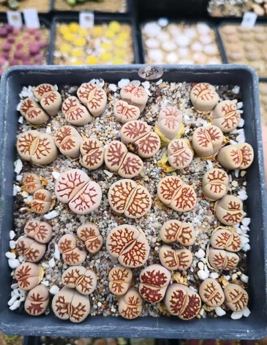 Pot 10cm Succulent Plant Lithops julii 'Kikushogyoku' Mother PlantsWYSIWYG 1pot - 第 1/3 張圖片