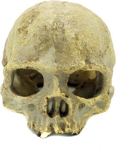 Resin Skull Ornament: Perfect Reptile Tank Decor for Basking, Hiding, and Habita - Picture 1 of 5
