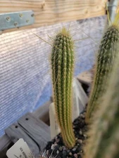 Weberbauerocereus albus (RH 5562a) (cactus - succulent - plant)