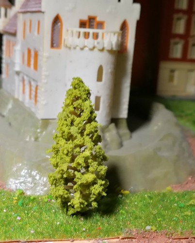 50 Dark Yellow Green Firs, Conifers, 58 mm High - Picture 8 of 12
