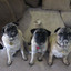PinaThePug