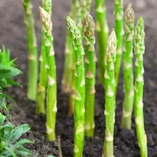 100++ ASPARAGUS Seeds- MARY WASHINGTON-NON - GMO, Free Shipping #84