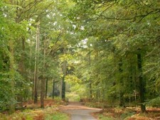 12th - 14th Feb weekend 2 nights dogfriendly cottage Forest of Dean