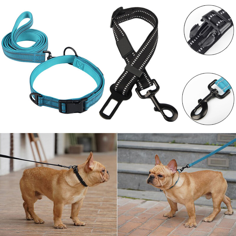 Are Buckle Dog Collars Safe