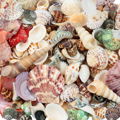 200 Pcs Sea Shells Bulk Mixed Ocean Beach Seashells for Kids