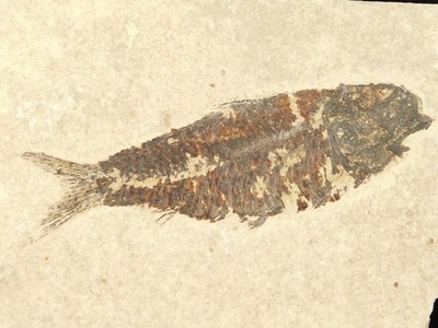 SCALES! 50 Million Year Old Knightia FISH Fossil on Matrix Wyoming 251gr