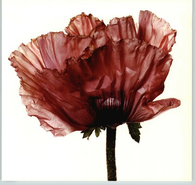 アート・デザイン・音楽 Irving Penn Flowers art // flowers by irving penn — cultureisland