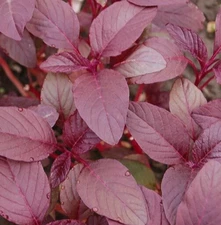 RED GARNET AMARANTH SEEDS 2000+ VEGETABLE annual HERB garden MICRO-GREENS nongmo