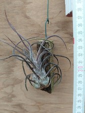 Tillandsia pruinosa, aufgebunden