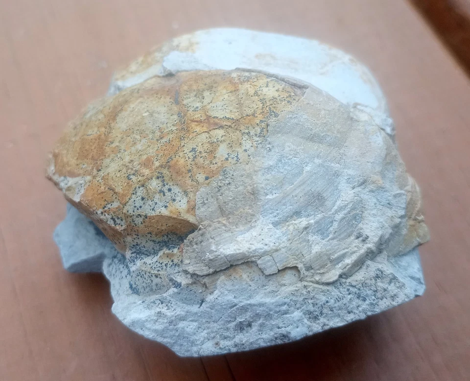 Fossil Muschel Kalkstein Jurassic Oberjura Salzgitter Salder 175g - Bild 3 von 4